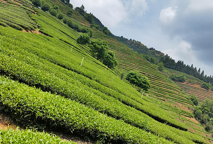 茶葉行業(yè)競爭分析